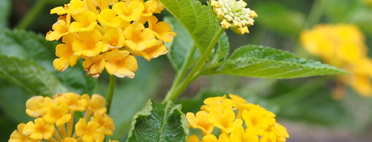 Photo of yellow flowers.